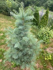 Colorado tanne abies gebraucht kaufen  Pforzheim