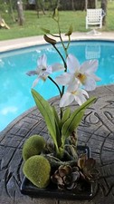 Gorgeous faux white for sale  Austin