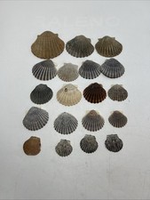 Lot vintage scallops for sale  Newport