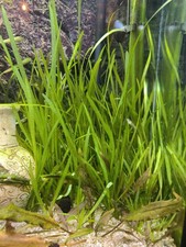 vallisneria d'occasion vallisneria d'occasion Saint-Étienne-au-Mont