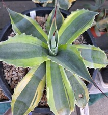 Agave ovatifolia orca d'occasion  Pau