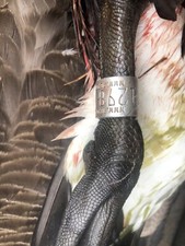 decoys goose for sale decoys goose for sale Oxford