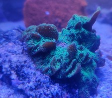 Green cactus pavona for sale  REDRUTH
