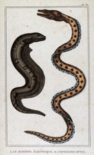 1845 lacepede print for sale  Fairview