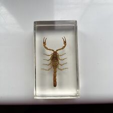 Real scorpion bug for sale  SOUTH CROYDON