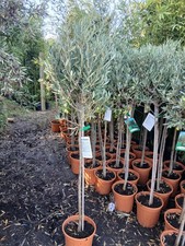 Olive tree large for sale  EGHAM