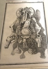 Whimsy ephemera anatomy for sale  BRIGHTON