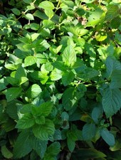 Pfefferminz pflanzen minze gebraucht kaufen Pfefferminz pflanzen minze gebraucht kaufen  Deutschland