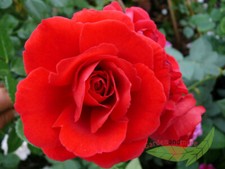 Rose sympathie duftende gebraucht kaufen  Kronburg