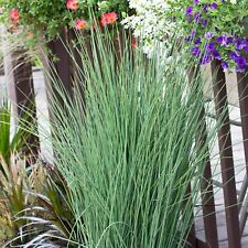 Juncus inflexus pond for sale  GLASGOW