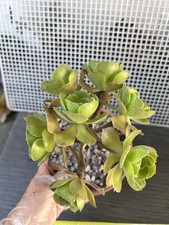 Aeonium arboreum green for sale  Compton
