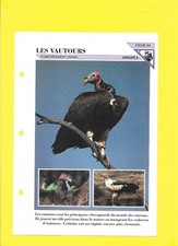 Sheet no. vultours d'occasion  Expédié en Belgium