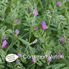 Grow organic common for sale  BIRKENHEAD