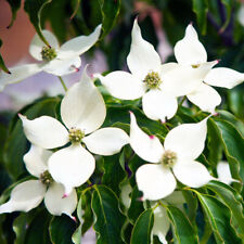 Cornus kousa chinensis for sale  HORSHAM