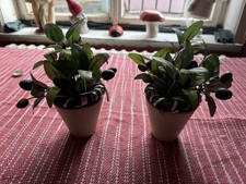 Kunstpflanzen topf 2er gebraucht kaufen  Nordhausen