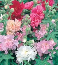 Hollyhock majorette mini for sale  CAMELFORD