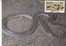 Venda 1986 longtailed for sale  LEICESTER