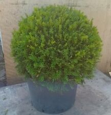 Taxus baccata evergreen for sale  BECCLES