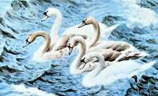 Mute swans rough for sale  NELSON