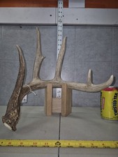 Point wild whitetail for sale  Valley City