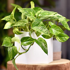 Epipremnum aureum hanging for sale  UK