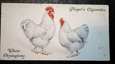 Cartão ilustrado White Orpington Chickens vintage 1931 DE26M comprar usado  Enviando para Brazil