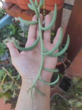 Talee senecio hallianus usato  Barcellona Pozzo di Gotto