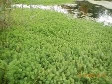 Parrot feather aquatic for sale  Slidell