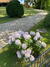 Natursteinpflaster muschelkalk gebraucht kaufen  Rinteln