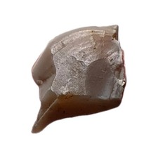 Extremely rare prehistoric for sale  PETERBOROUGH