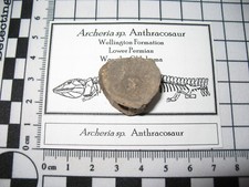 Permian fossil archeria for sale  WAKEFIELD