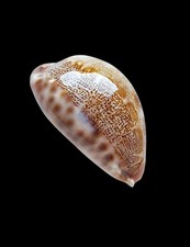 Shell conchiglia cypraea usato  Forano