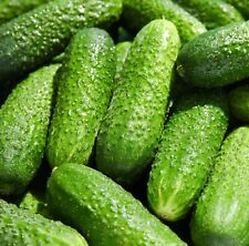 Gherkin adam pickling for sale  DEWSBURY