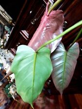 Rare philodendron smithii for sale  Glenmoore