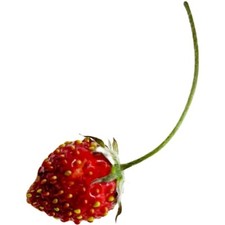 Attila red alpine d'occasion  Expédié en Belgium