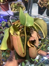 Nepenthes veitchii seeg for sale  Concord