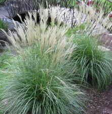 Adagio maiden grass for sale  Kennett Square