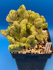Crested monstrose phallus for sale  Jacksonville