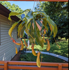 Nepenthes alata pitcher for sale  Ocoee