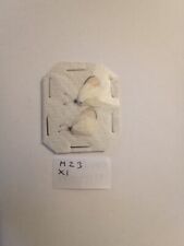 Colotis evanthe madagascar for sale  UK
