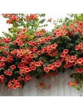 Trumpet vine trumpet for sale  LLANELLI