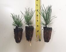 Mugo pine swiss for sale  Albany