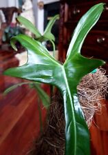 Holy rare philodendron for sale  Glenmoore