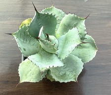 Agave trade winds. for sale  BOURNEMOUTH