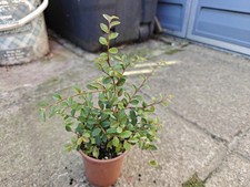 Chinese elm ulmus for sale  GLASGOW