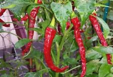 Chilli pepper hot for sale  RUISLIP
