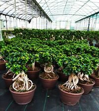 Bonsai ficus ginseng usato  Mascali