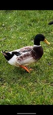 Welsh harlequin duck for sale  LLANELLI