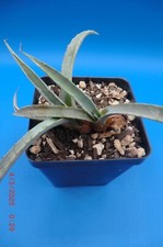 Agave asperrima rough for sale  Murrieta