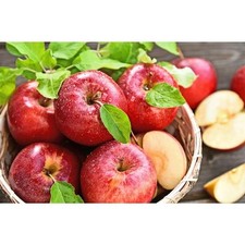 Dwarf gala apple for sale  Boston